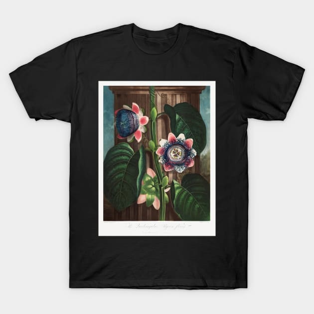 The Quadrangular Passion Flower T-Shirt by Cleopsys